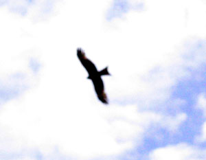 Tuvan Eagle Soars  photo by Kent Dorsey  Copyright 2003