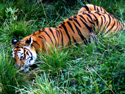 Power Animals and Totem Animals: Tiger as power   photo by Kent Dorsey